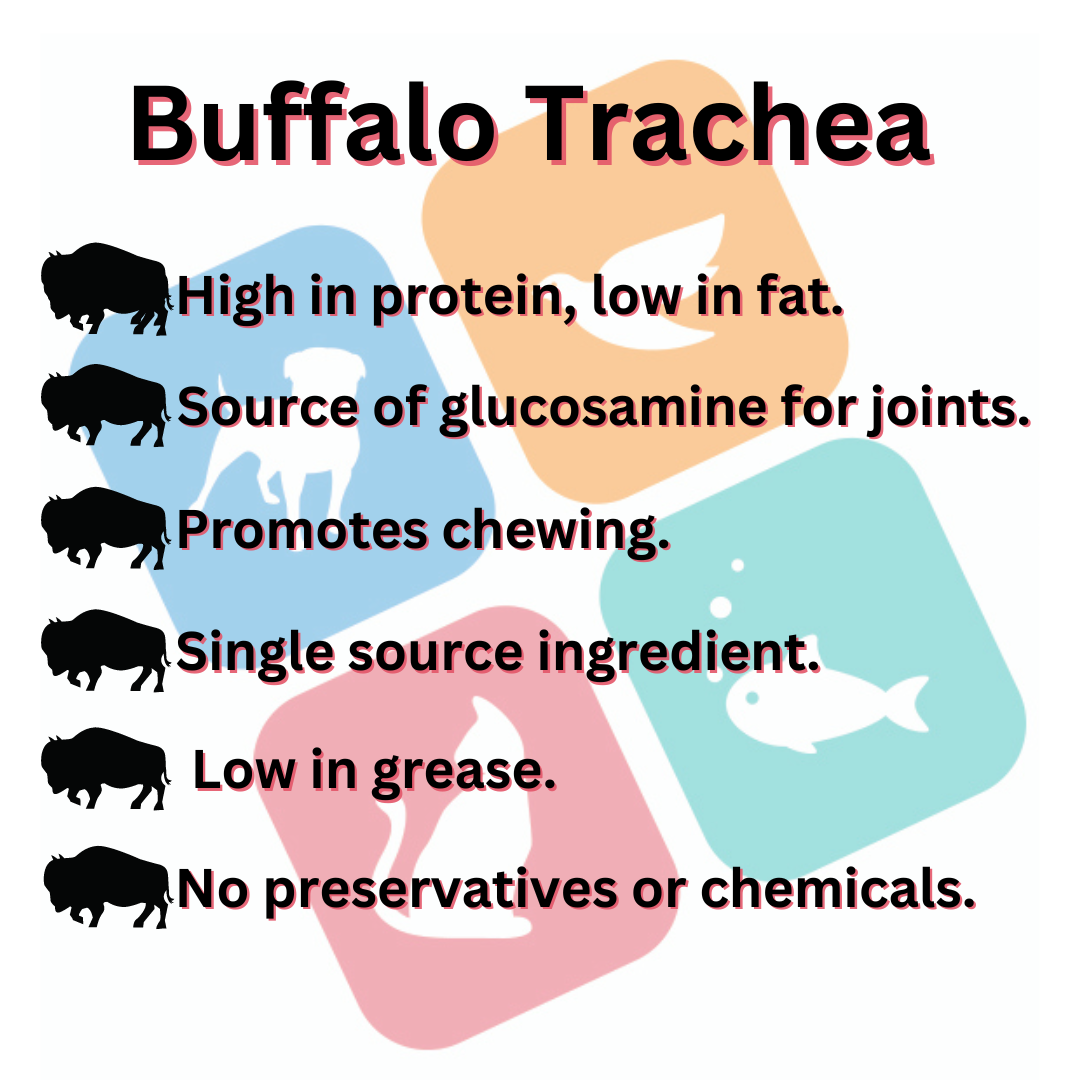 Buffalo Trachea