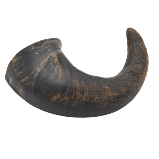 Picture of Buffalo Horn (Medium)