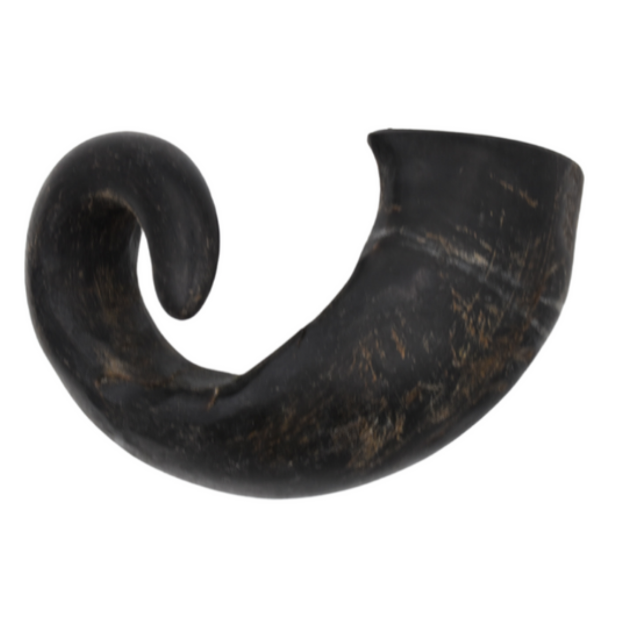 Picture of Buffalo Horn (Large)