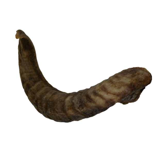 Picture of Lamb Horn (Large)